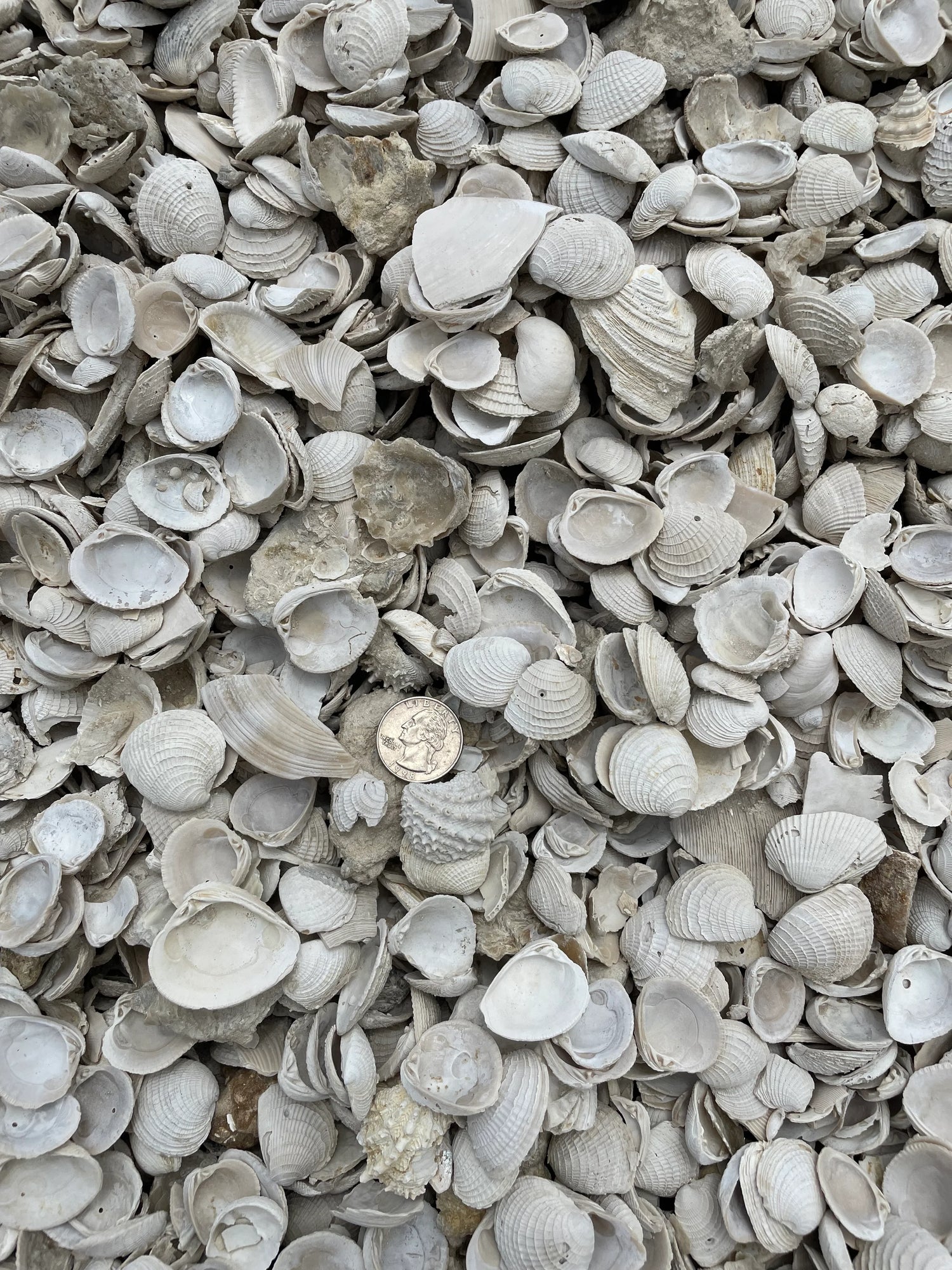 Shell