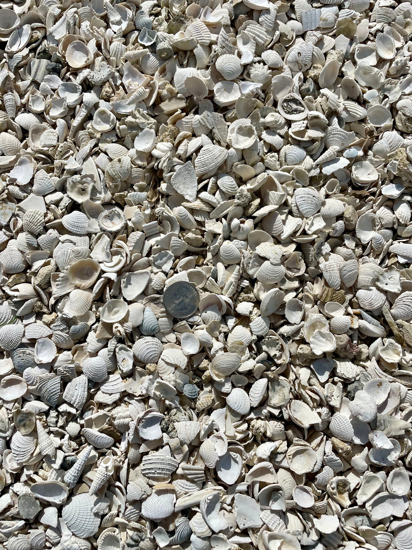 Small Crushed Shell 1/2 inch