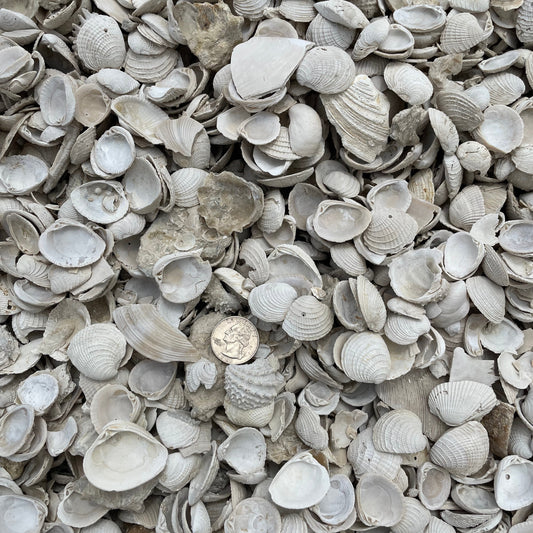 Medium Washed Shell 3/4"