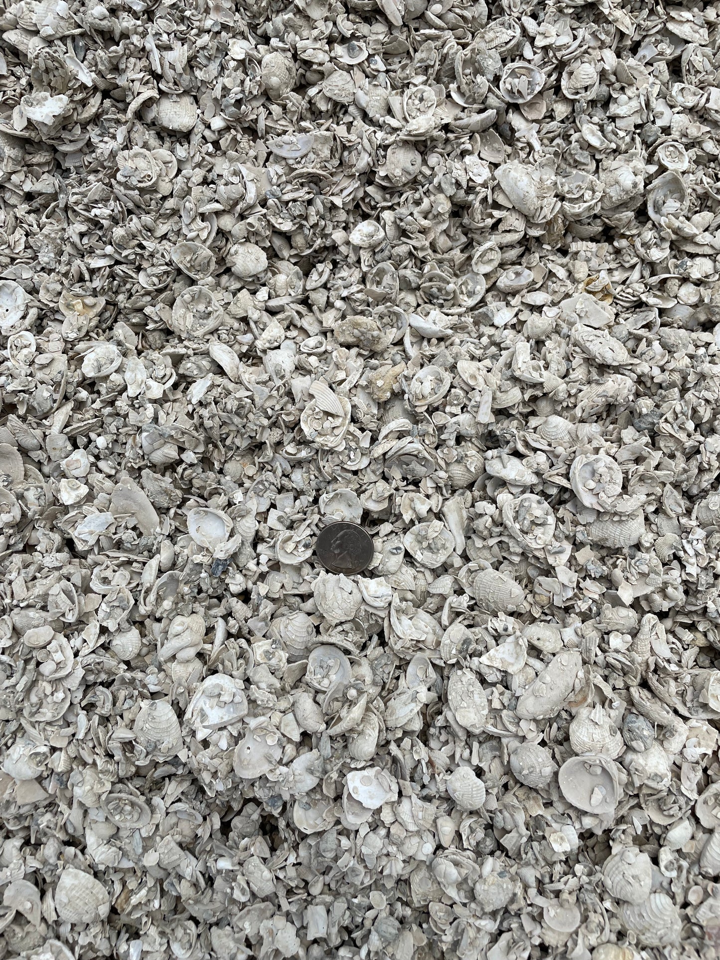 Small Crushed Shell 1/2"