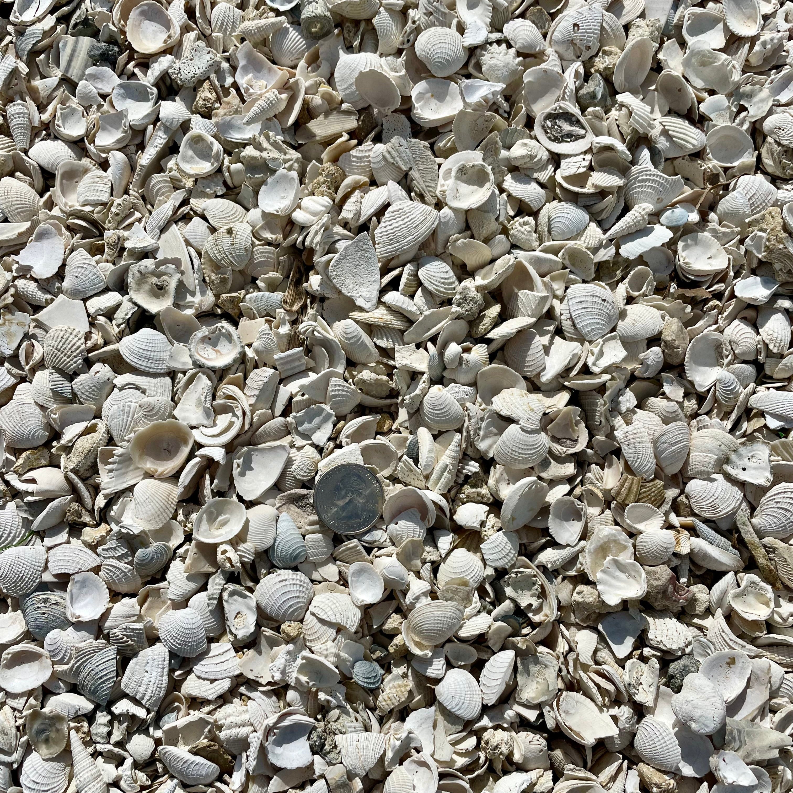 Washed Shellstone Small Washed Shell 1/2