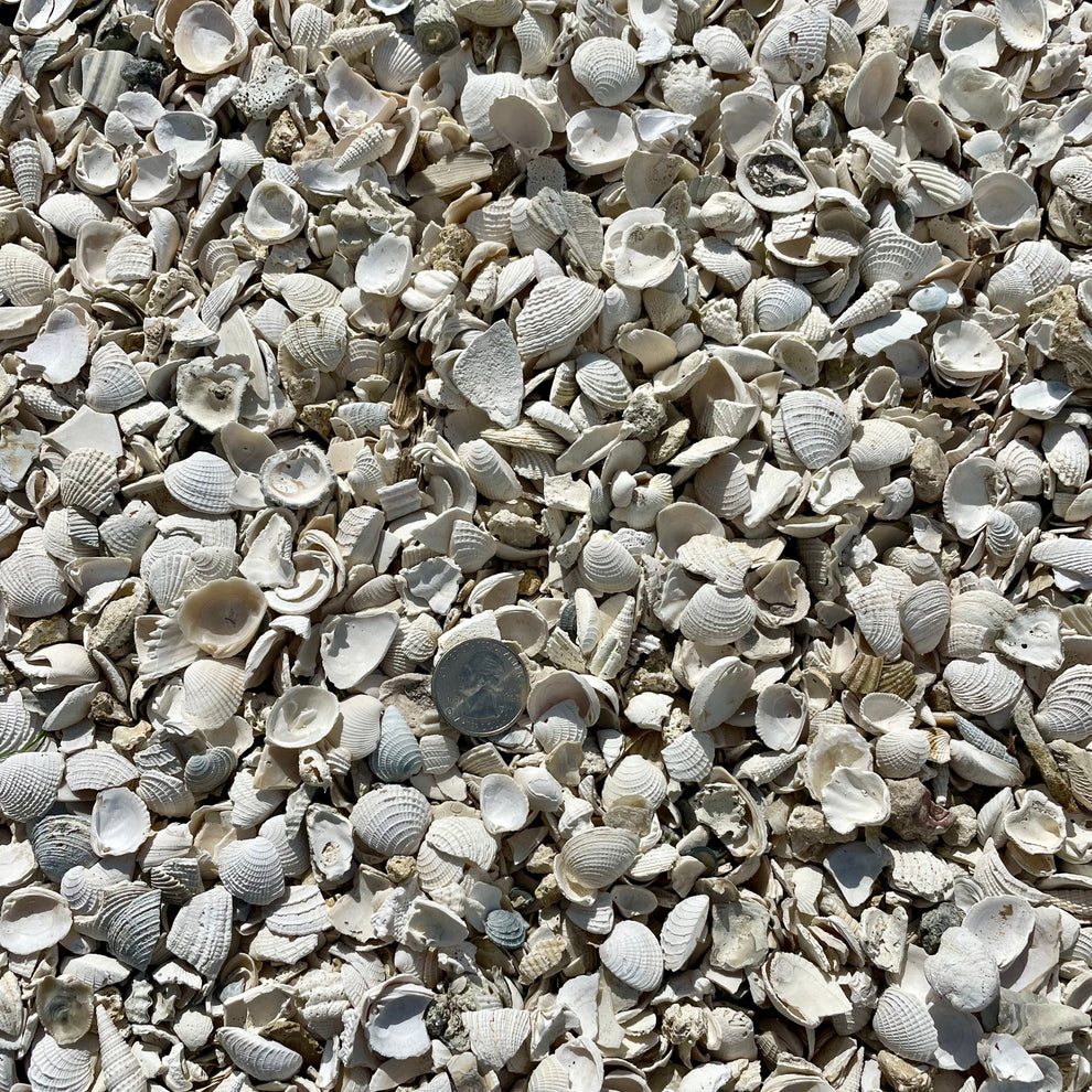 Small Washed Shell 1/2