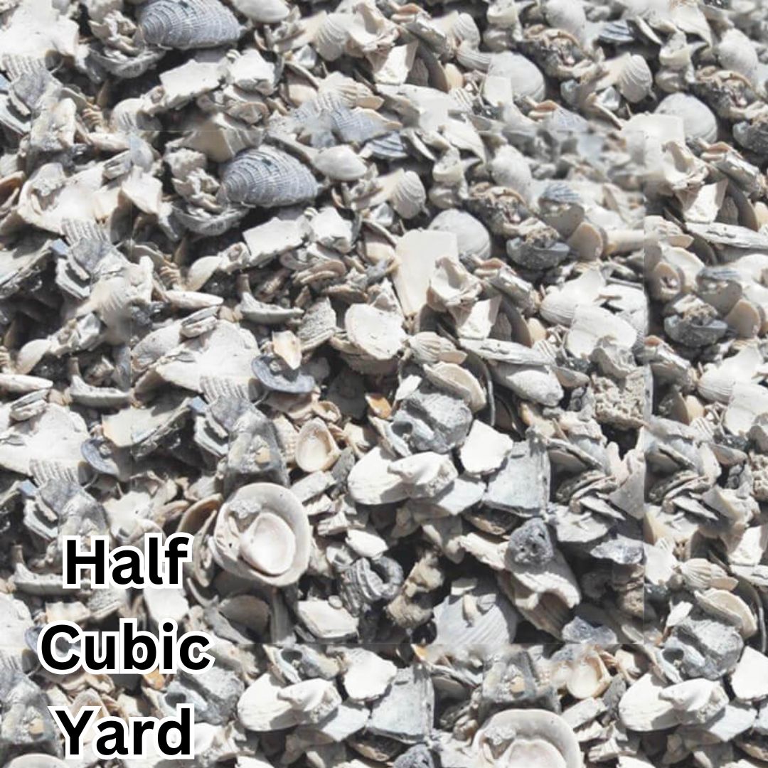 Small Washed Shell 1/2