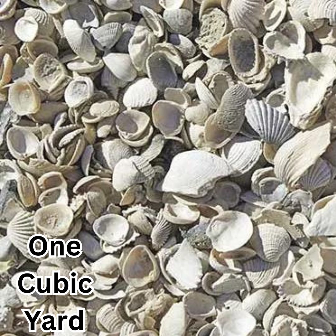 Medium Washed Shell 3/4