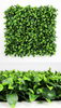 Artificial Ivy Wall Tierra Ficus 20" x 20" - 12 Pieces Per Box
