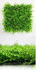 Artificial Ivy Wall Tierra Jungle 20" x 20" - 12 Pieces Per Box